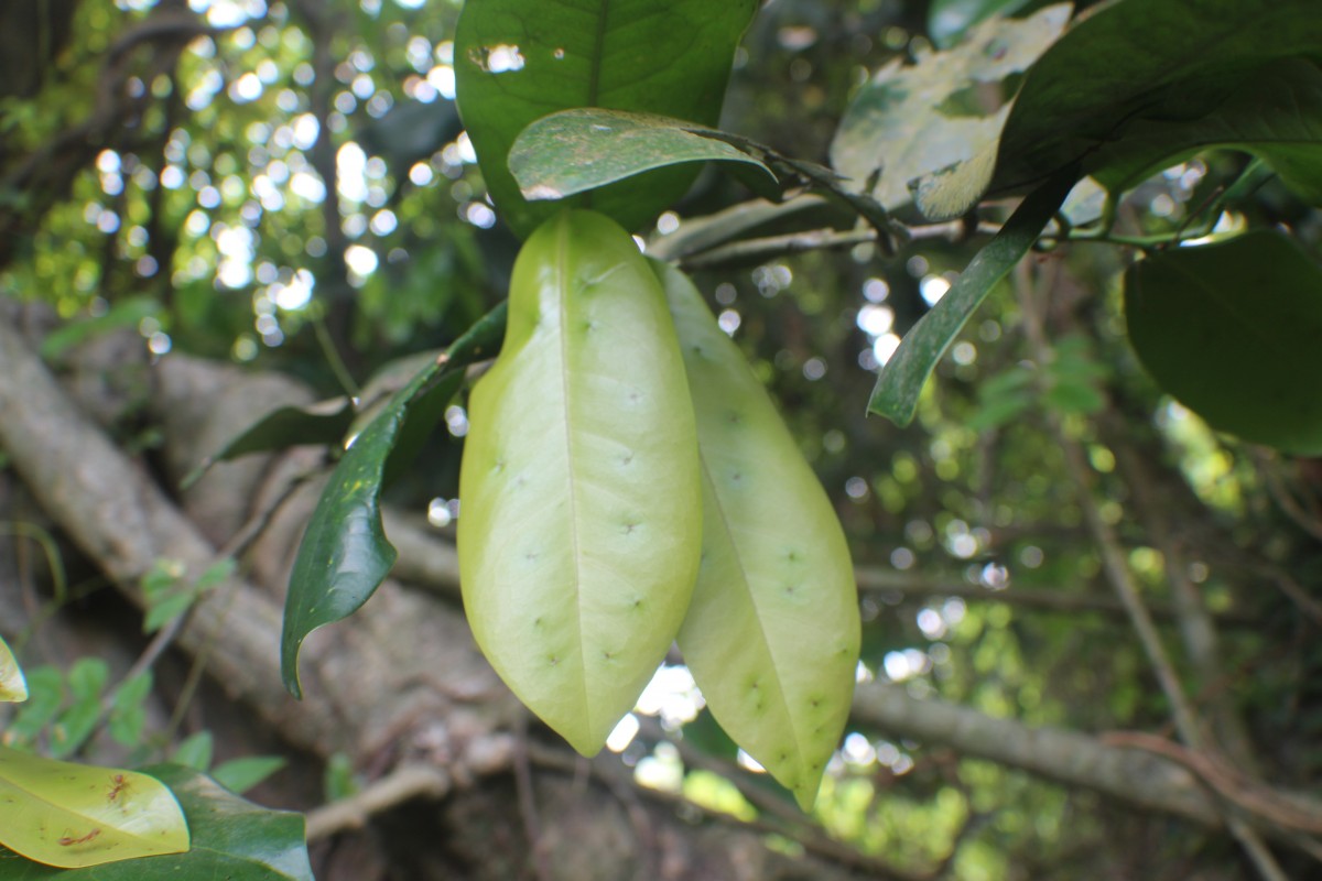 Quassia indica (Gaertn.) Noot.